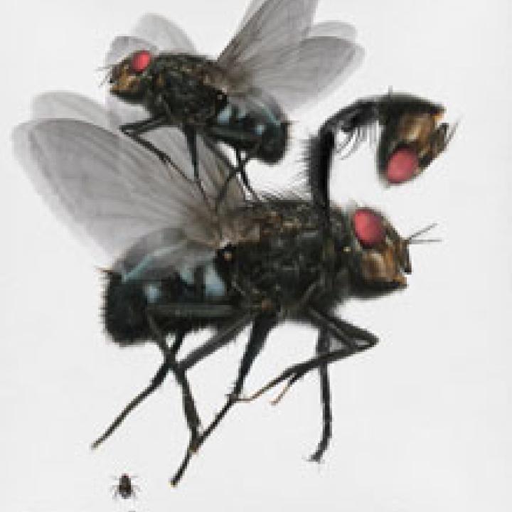  זוננשיין חרק