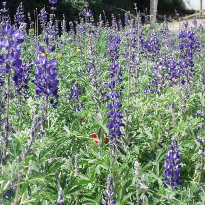  לפרסום טו בשבט קט