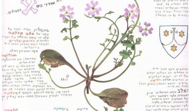  מצליבים